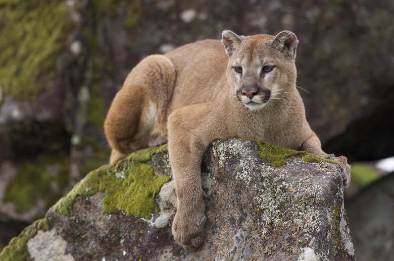 <h3>Identifying Mountain Lion Scat</h3>