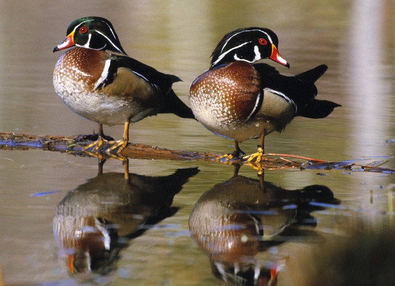 <h3>Understanding Duck Mating Behavior</h3>