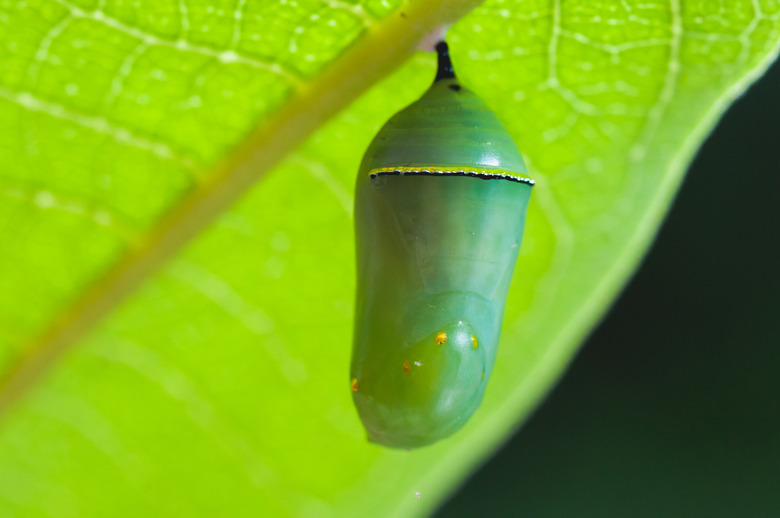 <h3>Determining the Viability of a Caterpillar in Its Cocoon</h3>