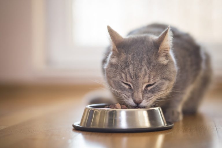 <h3>Essential Needs of Animals</h3>