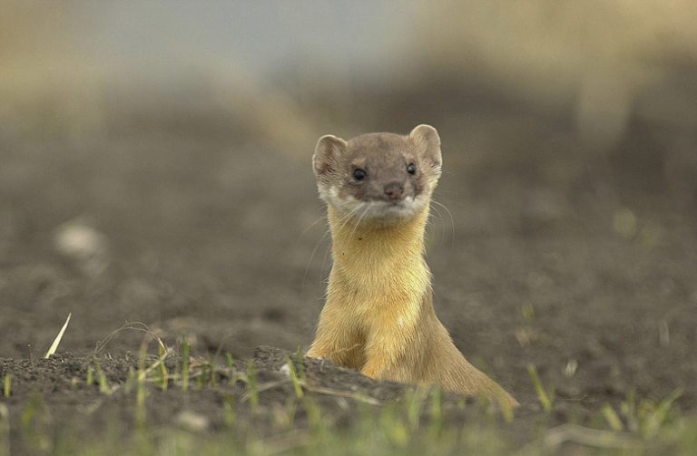 <h3>Distinguishing Ferrets from Weasels</h3>