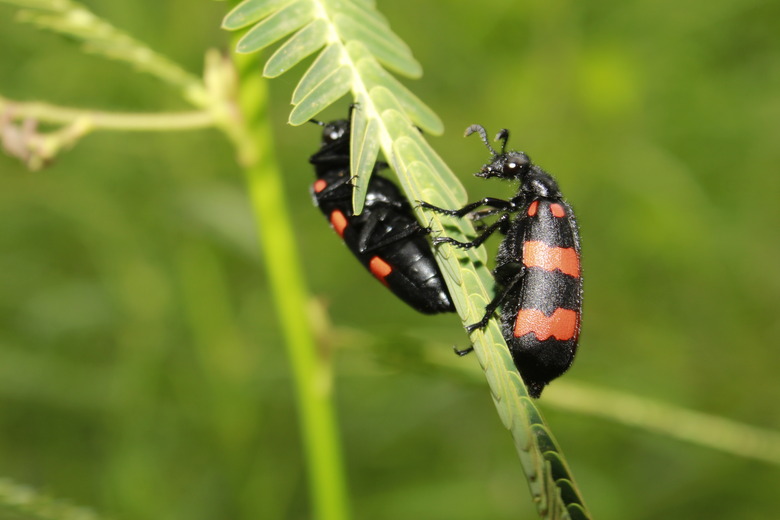 <h3>Beetles Discovered in Michigan</h3> <br /><h4>Exploring the Diversity of Beetles in the Great Lakes State</h4>