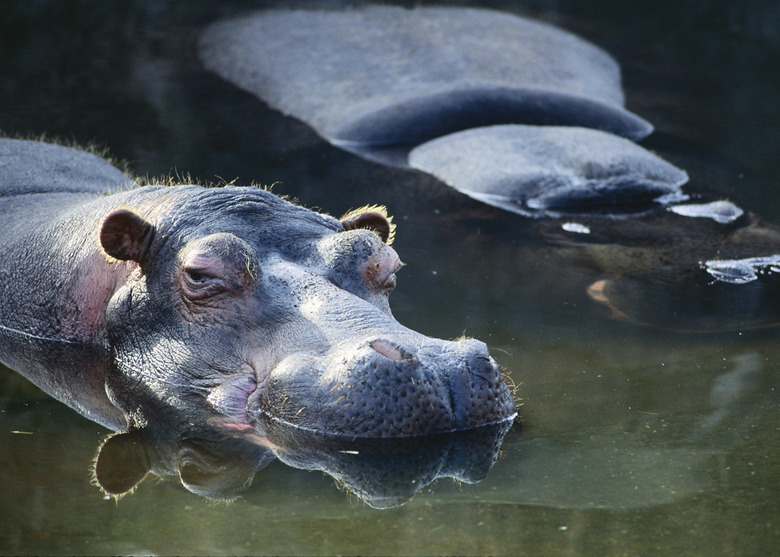 <h3>Understanding the Climate Habitat of Hippos</h3>