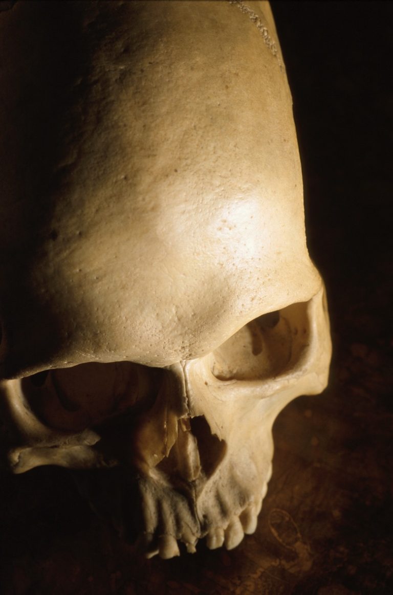 <h3>Understanding Forensic Botany</h3>