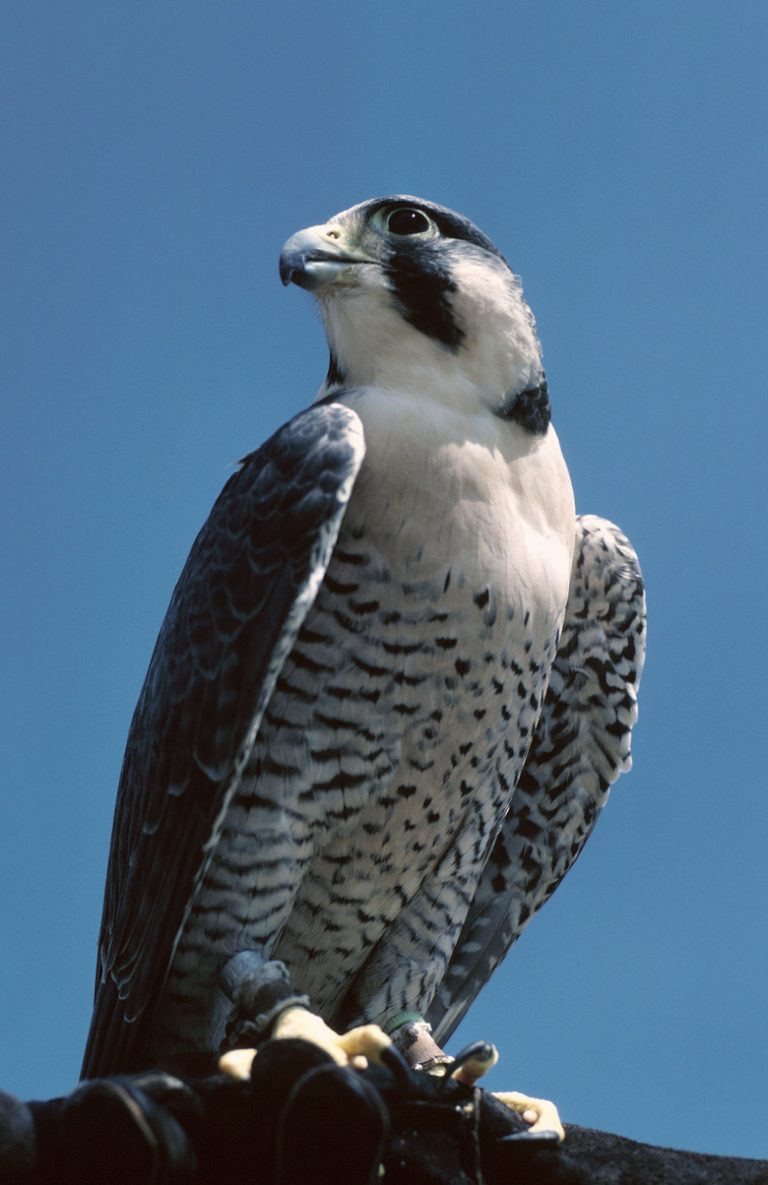 <h3>The Traits of Falcons</h3> <br /><h4>Understanding Falcon Characteristics</h4>