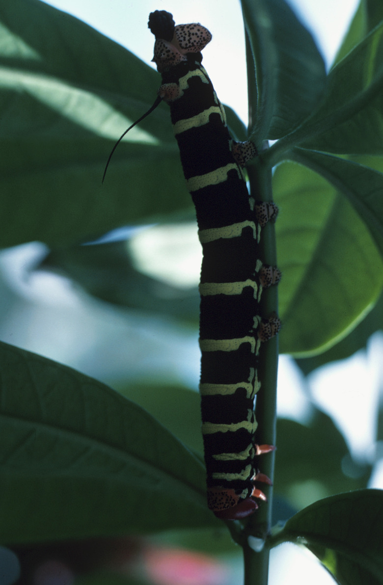 <h3>Are Black & Yellow Tree Caterpillars Toxic?</h3>