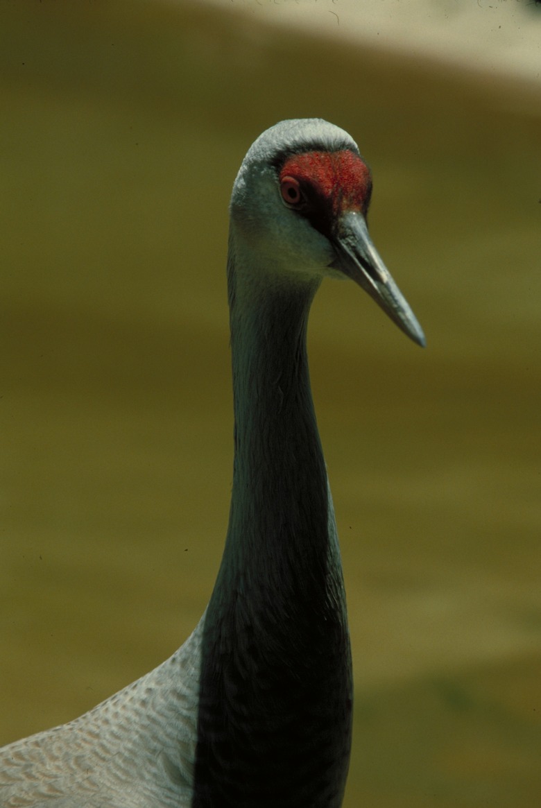 <h3>Identifying Gender Differences in Sandhill Cranes</h3>