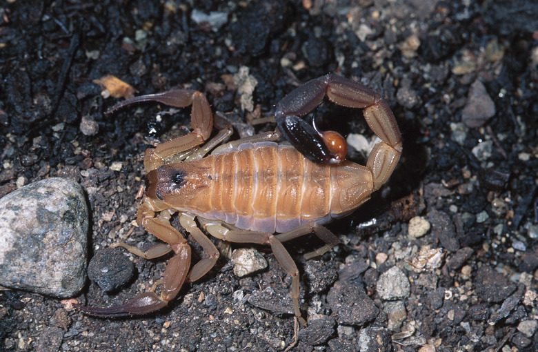 <h3>Scorpions in Alabama</h3> <br /><h4>Exploring the Presence of Scorpions in the State</h4>