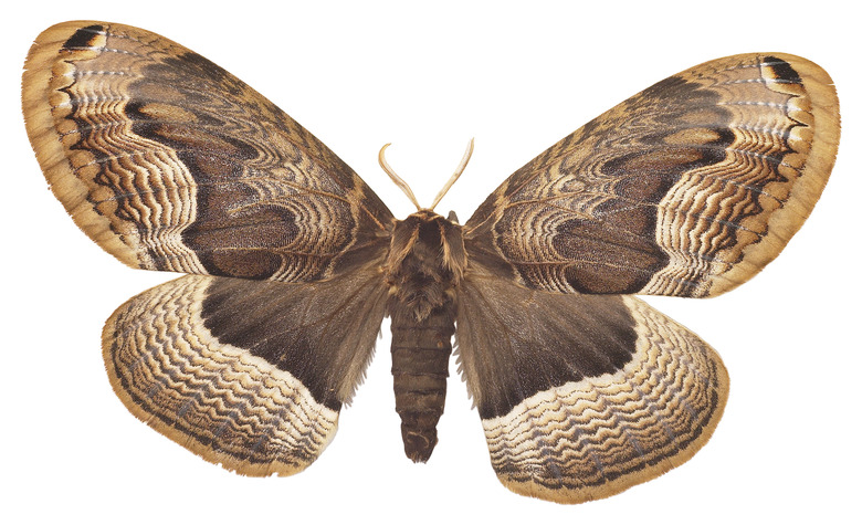 <h3>Understanding Moth Mating Habits</h3>