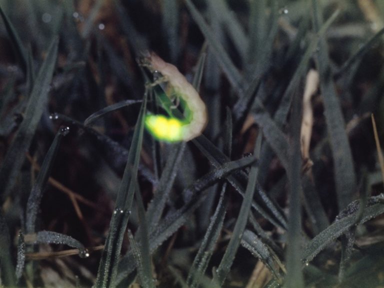 <h3>Identifying Female and Male Fireflies</h3>