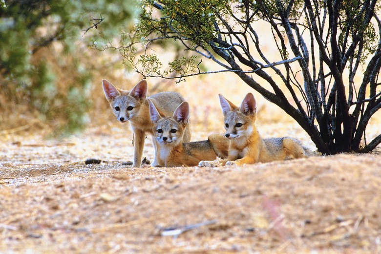 <h3>Understanding Biotic Factors in Desert Ecosystems</h3>