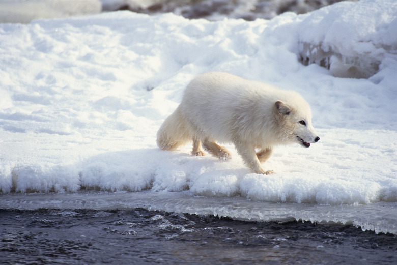 <h3>Flora of the Arctic Ocean</h3>