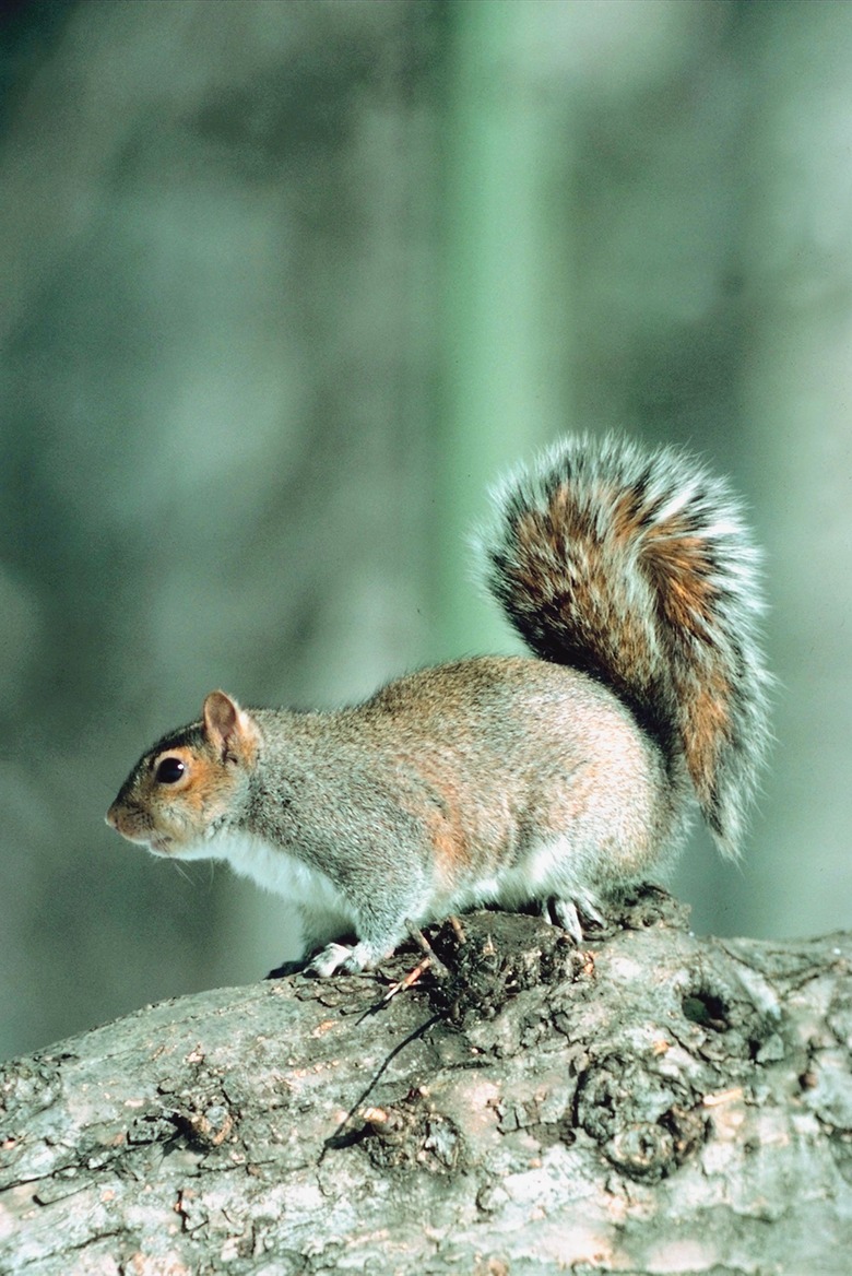 <h3>Squirrel Reproduction and Development</h3>