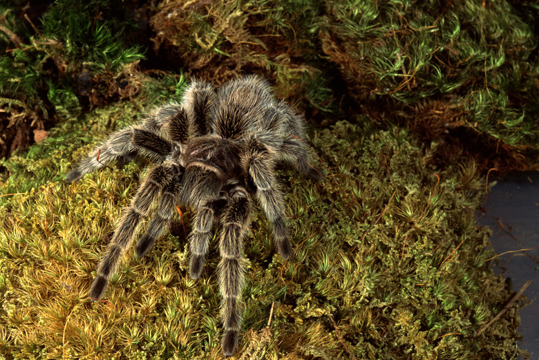 <h3>Florida Tarantulas and Various Spider Species</h3>