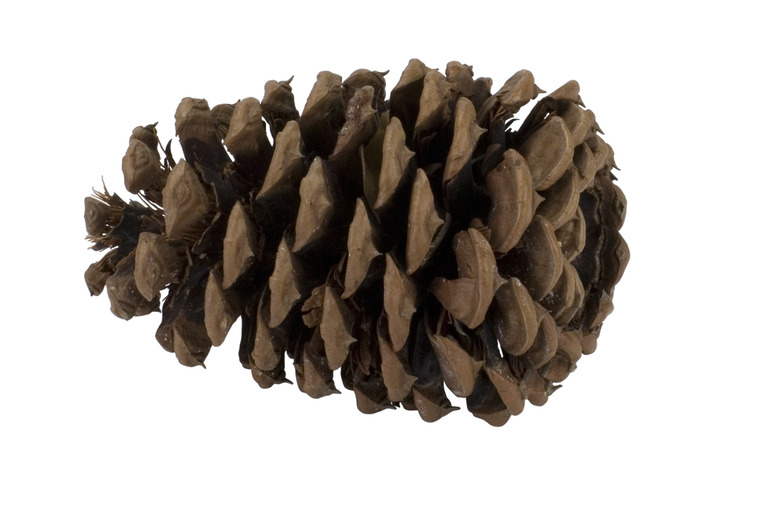 <h3>Lifecycle of a Pine Cone</h3><br />