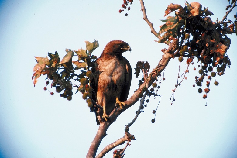 <h3>Distinguishing Between Male and Female Hawks</h3>