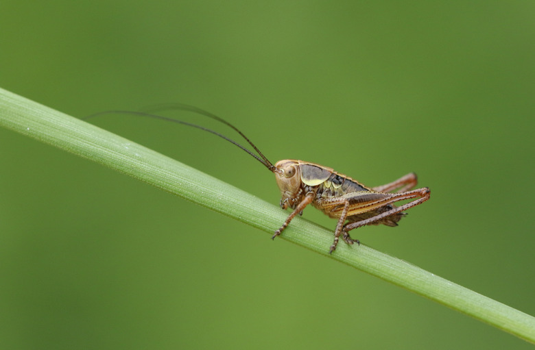 <h3>Understanding Crickets' Hibernation Process in Cold Weather</h3>