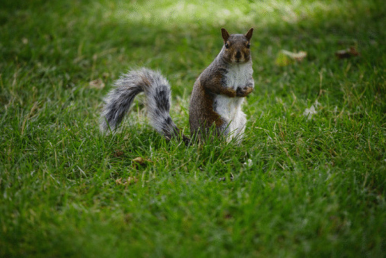 <h3>Feeding Squirrels Popcorn</h3>