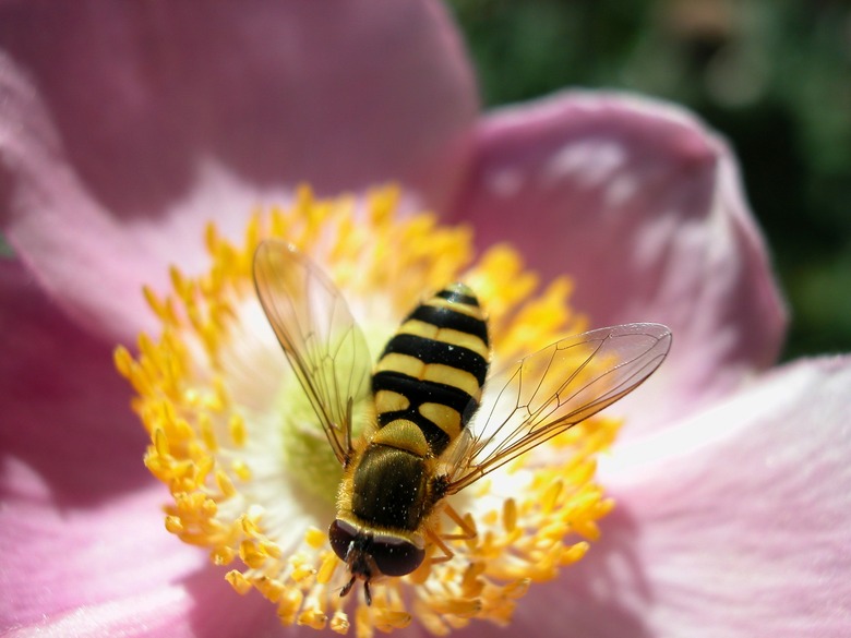 <h3>Bee Survival Duration Indoors</h3>