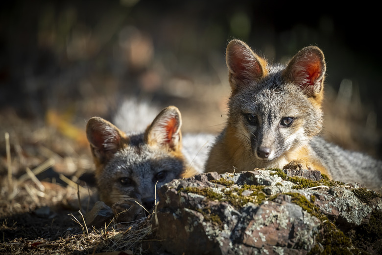 <h3>Understanding the Diet of Gray Foxes</h3>