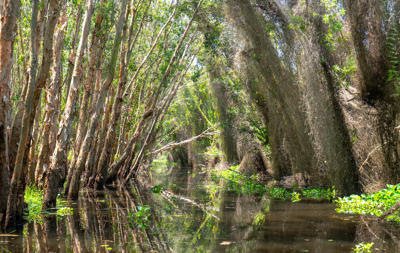 <h3>Nonliving Components of a Forest Ecosystem</h3><br />