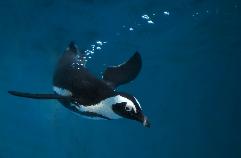 <h3>Exploring the Life Cycle of Penguins</h3>