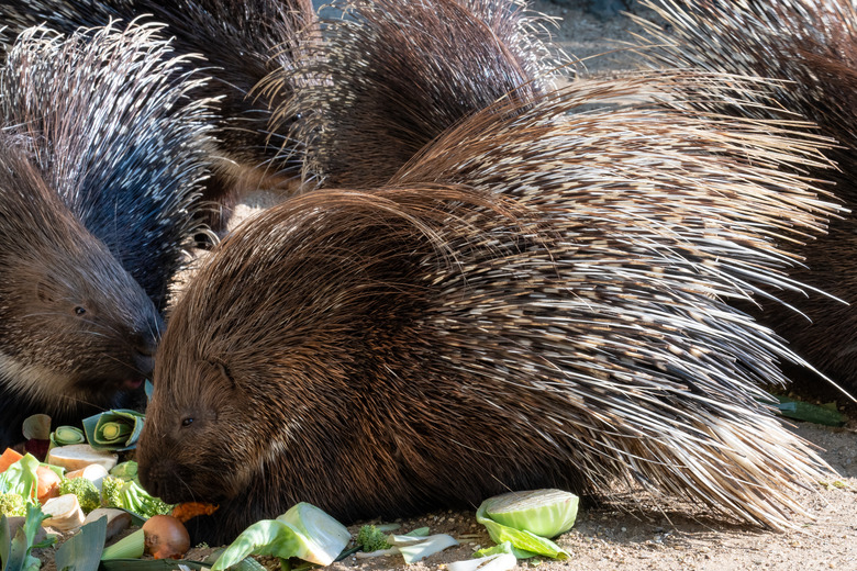 <h3>Which Animals Feature Prickly Spines?</h3>