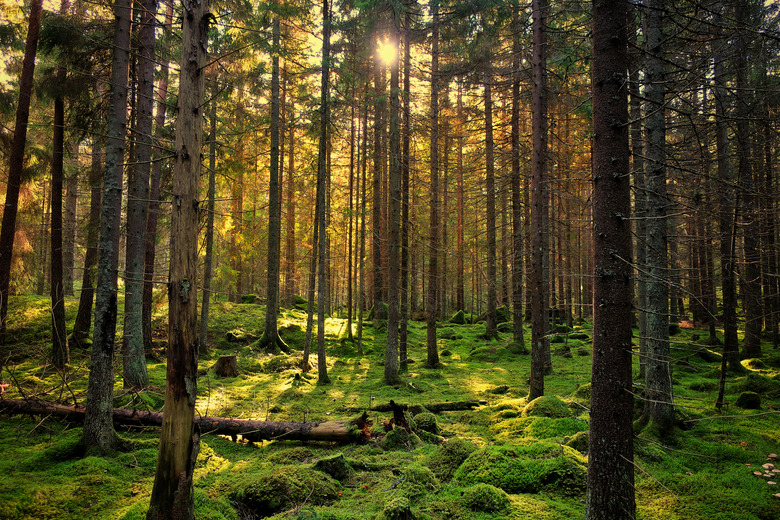 <h3>A Guide to Natural Resources in North Carolina</h3>