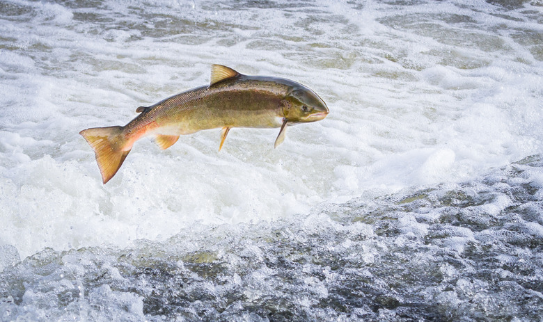 <h3>Understanding the Differences Between Male and Female Salmon</h3>