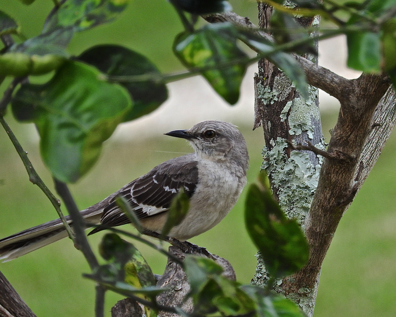 <h3>Distinguishing Between Male and Female Mockingbirds</h3>