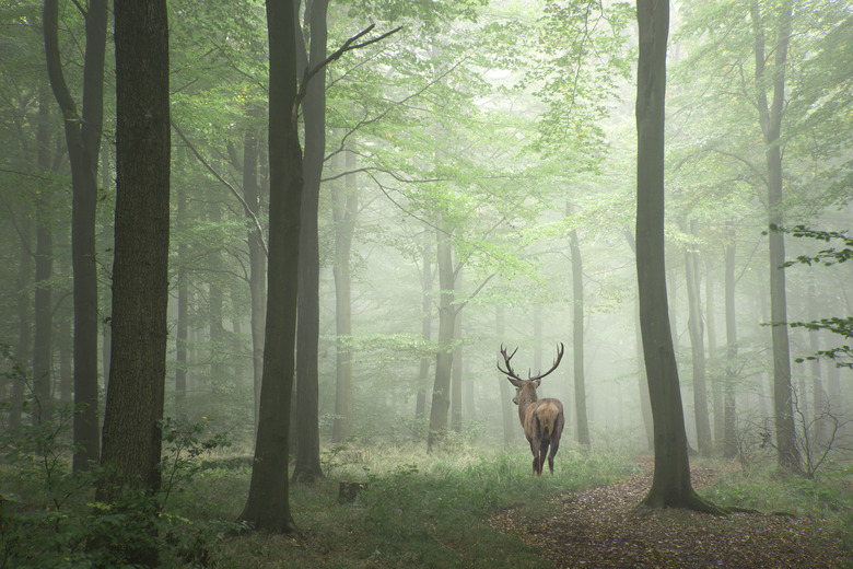 <h3>What Role Do Deer Play in the Ecosystem?</h3>