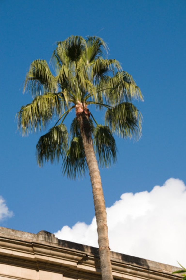 <h3>Are Palm Trees Considered Monocots?</h3>