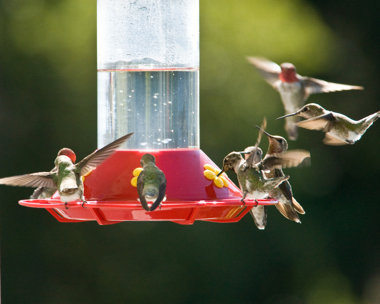 <h3>Timing for Setting Up a Hummingbird Feeder in Austin, Texas</h3>