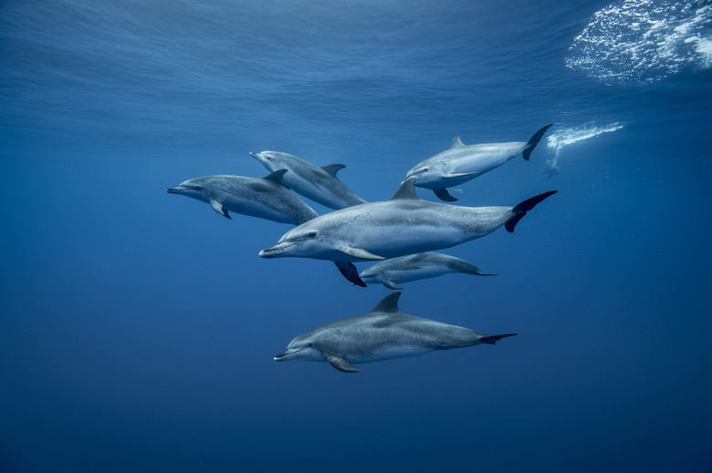 <h3>The Distinction Between Dolphin Fish and Dolphin Mammal</h3>