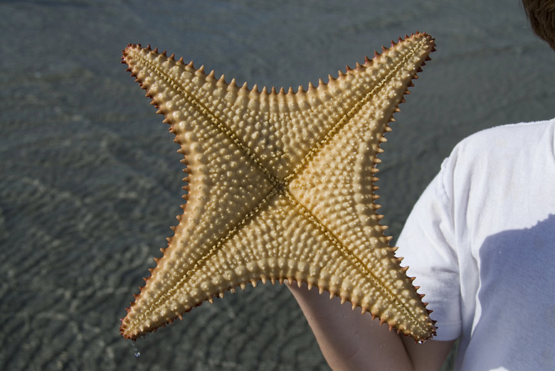 <h3>Understanding the Functions of the Ampulla in Starfish</h3>