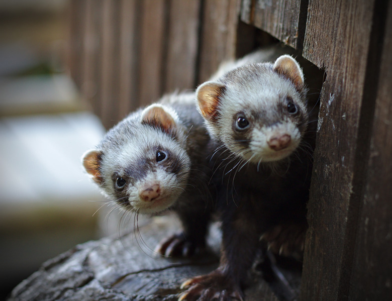 <h3>Comparing Ferrets, Stoats, and Weasels</h3>