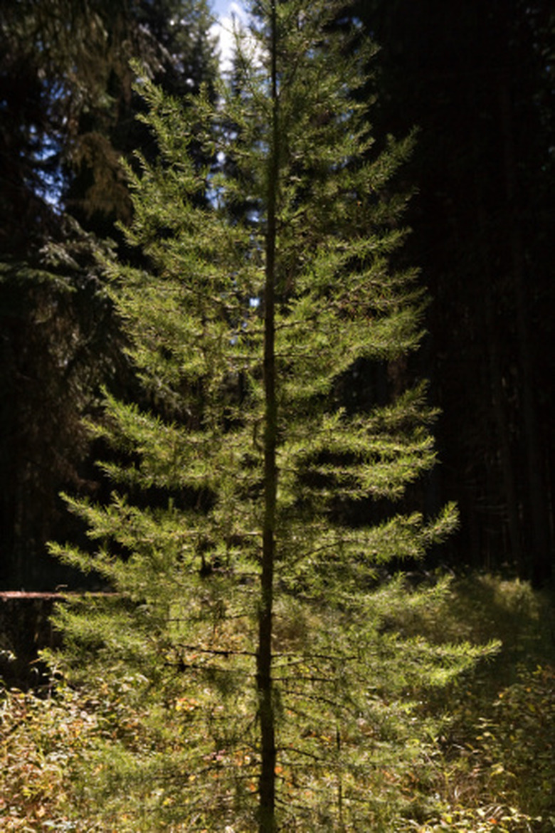 <h3>Pine Tree Diameter Compared to Age</h3>