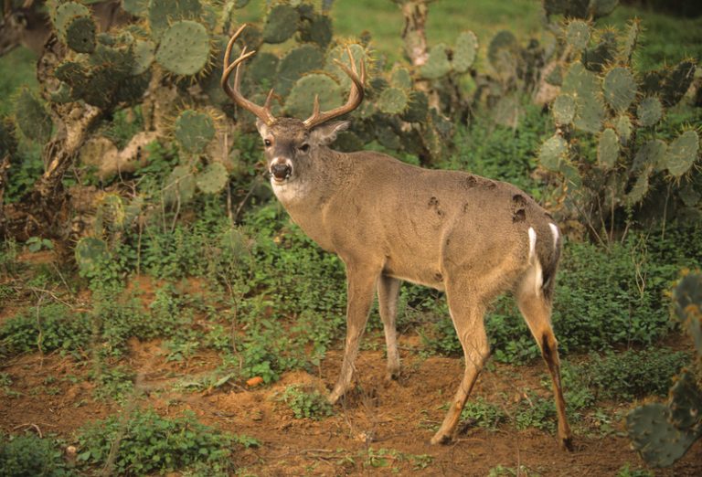 <h3>Types of Deer Found in Texas</h3>