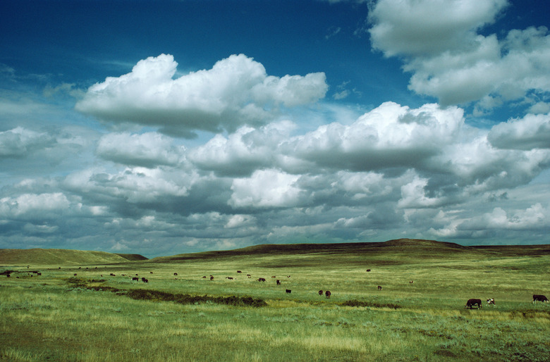 <h3>Climate Patterns in the Grassland Ecosystem</h3>