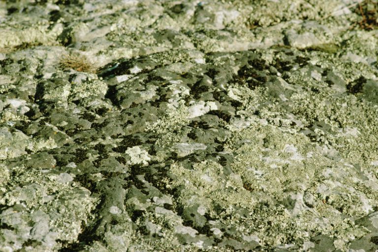 <h3>Understanding Parasitism in the Tundra</h3>