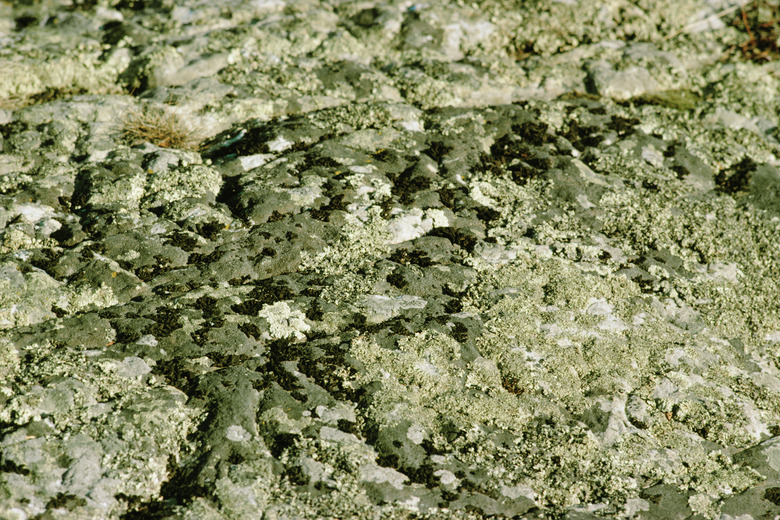<h3>Understanding Parasitism in the Tundra</h3>