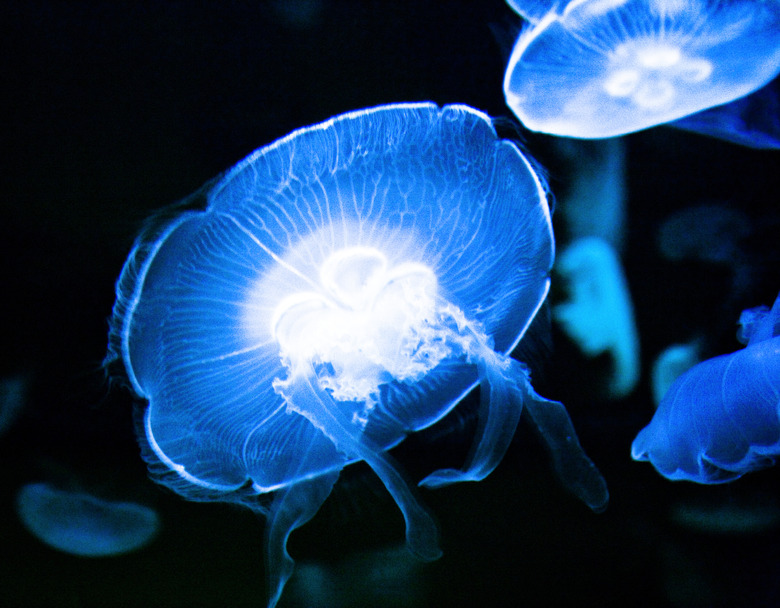 <h3>Adaptations of Jellyfish</h3> <br /><h4>Exploring the Unique Features of Jellyfish</h4>