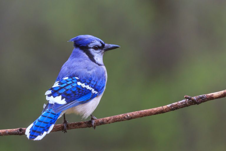 <h3>Distinguishing Between Male and Female Blue Jays</h3>