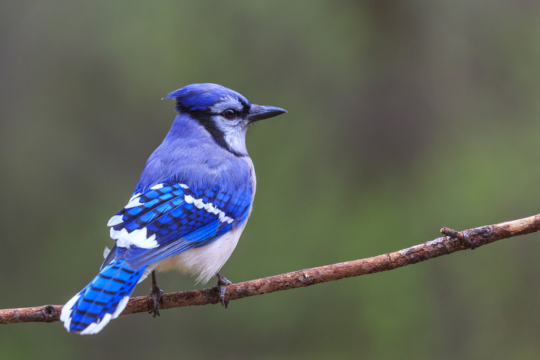 <h3>Distinguishing Between Male and Female Blue Jays</h3>