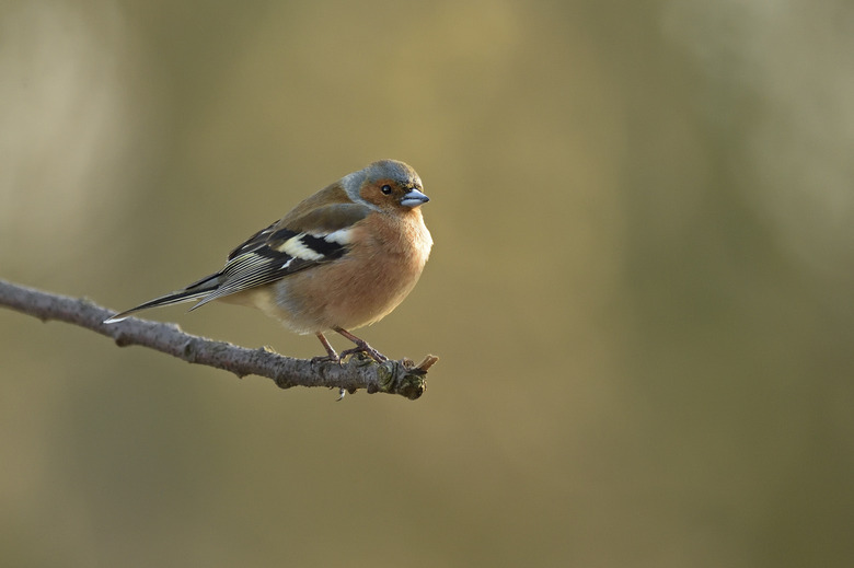 <h3>Nesting Behavior of Finches</h3>