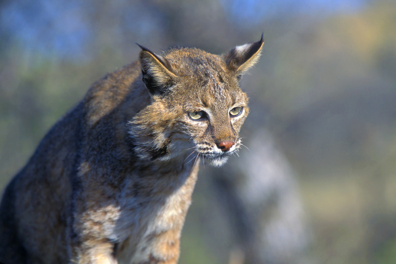 <h3>The Various Species of Wild Cats Found in Massachusetts</h3>