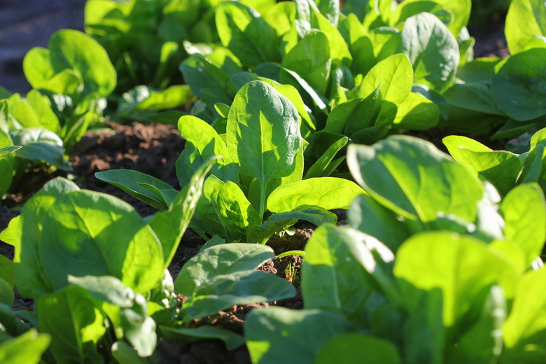 <h3>Exploring Plant Pigments in Spinach</h3>