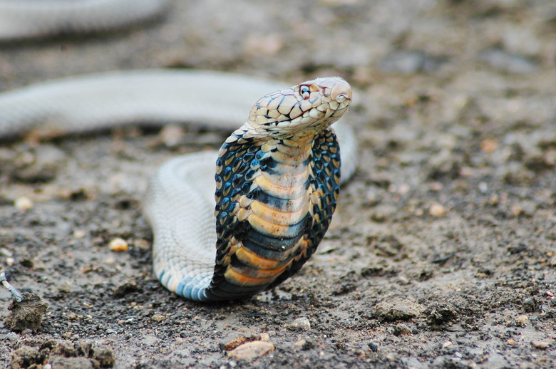 <h3>Understanding the Life Cycle of the Cobra</h3>