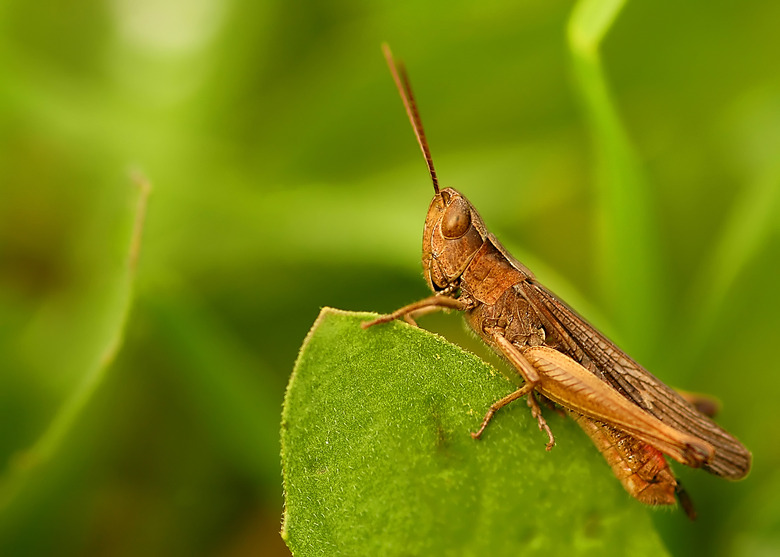 <h3>Catalogue of Jumping Insects</h3> <br /><h4>Sciencing</h4>