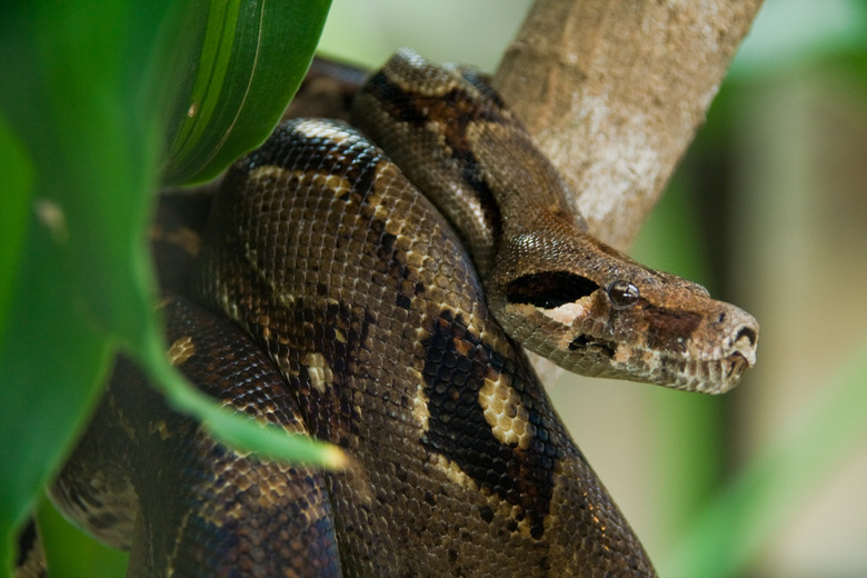 <h3>How Do Anacondas Adapt for Survival?</h3>